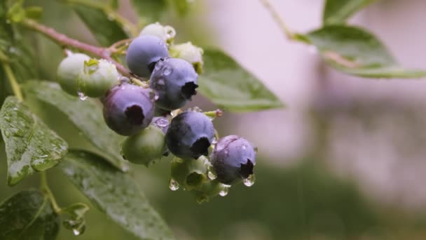 Summer Rain Garden Ripe Blueberry Berries Bush Homegrown Huckleberry Backyard — Stok video