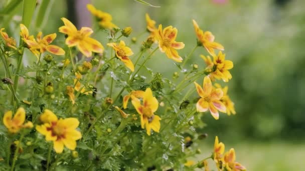 Yellow Bidens Ferulifolia Flowers Flowerbed Blooming Flower Garden Close Potted — Stockvideo