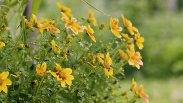 Yellow Bidens Ferulifolia Flowers Flowerbed Blooming Flower Garden Close Potted — 비디오