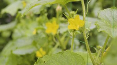 Blooming cucumber bush close up. Cucumber blossom and little pickles in the vegetable garden. Homegrown cucumber on the backyard. Home gardening concept