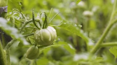 Arka bahçedeki sebze bahçesine yaz yağmuru. Çiçek açan domates çalılarını kapatın. Bahçe yatağında olgunlaşmamış domatesler.