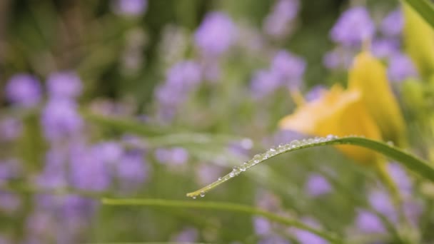 Bahçede Lavanta Çiçeği Açan Çalılar Var Çiçek Bahçesine Yağmur Yağıyor — Stok video