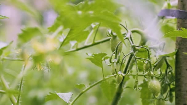 Summer Rain Vegetable Garden Backyard Close Blooming Tomato Bush Unripe — Stockvideo
