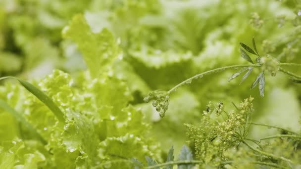 Lettuce Salad Flower Bed Close Fresh Green Leaves Lettuce Growing — Stockvideo