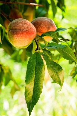 Fresh, ripe peaches on the tree. Rich harvest of peaches. Ripe fruits on the peach tree in the garden. Homegrown, organic peaches