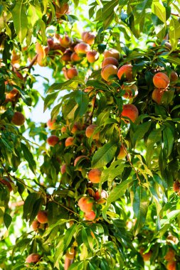 Fresh, ripe peaches on the tree. Rich harvest of peaches. Ripe fruits on the peach tree in the garden. Homegrown, organic peaches