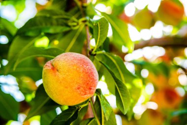Fresh, ripe peaches on the tree. Rich harvest of peaches. Ripe fruits on the peach tree in the garden. Homegrown, organic peaches