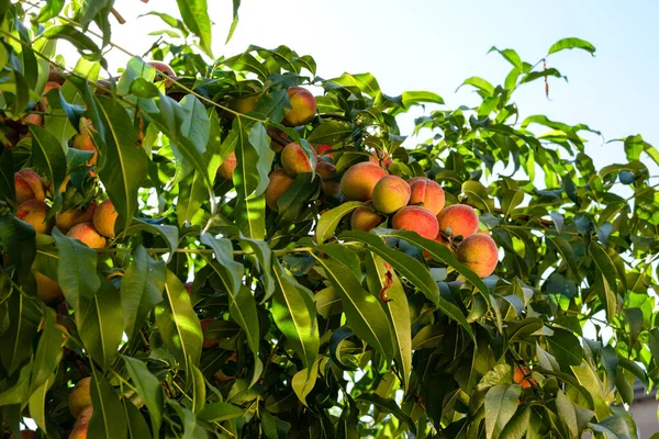 Fresh Ripe Peaches Tree Rich Harvest Peaches Ripe Fruits Peach — Stockfoto