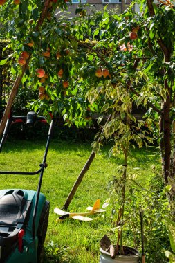 Fresh, ripe peaches on the tree. Rich harvest of peaches. Ripe fruits on the peach tree in the garden. Homegrown, organic peaches in the backyard