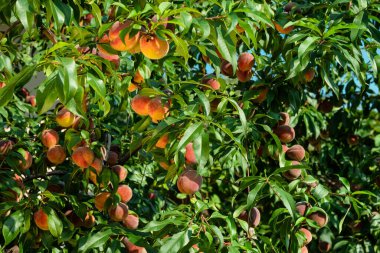 Fresh, ripe peaches on the tree. Rich harvest of peaches. Ripe fruits on the peach tree in the garden. Homegrown, organic peaches in the backyard