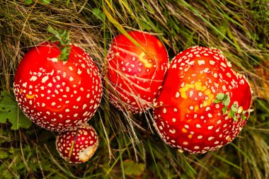 Amanita muscaria. Sinek mantarı ya da sinek mantarı olarak da bilinir. Çimenlerde kırmızı noktalı mantarlar uçuşuyor. Sonbahar ormanlarında yetişen mantar mantarları.