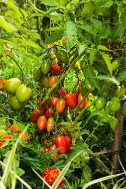 Ev yapımı erik domatesleri. İşleyen domates ya da salça olarak da bilinir. Çalılıklarda bir avuç domates. Sebze bahçesinde zengin erik domates hasadı