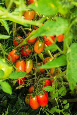 Ev yapımı erik domatesleri. İşleyen domates ya da salça olarak da bilinir. Çalılıklarda bir avuç domates. Sebze bahçesinde zengin erik domates hasadı