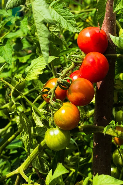 Ramo Pomodorini Coltivati Casa Nel Letto Del Giardino Mucchio Pomodori — Foto Stock