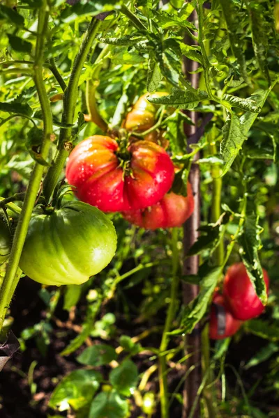 Pink heirloom tomato also called heritage tomato on the bush. Natural, homegrown tomatoes in vegetable garden. Big red tomato fruits.