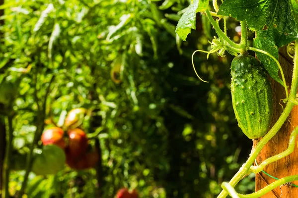 Sebze Bahçesinde Salatalık Domates Çalıların Üzerinde Çiçekli Yapımı Salatalıklar Evde — Stok fotoğraf
