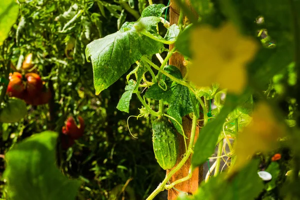 Cetrioli Pomodori Orto Cetrioli Fatti Casa Sul Cespuglio Con Fiori — Foto Stock