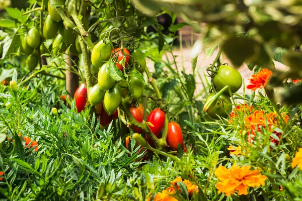 自家製の梅のトマト 処理トマトやペーストトマトとして知られている 茂みにトマトの束 菜園での梅トマトの豊富な収穫 — ストック写真