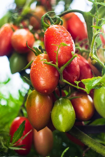 집에서 토마토는 토마토나 페이스트 토마토로 도알려져 있습니다 토마토 무더기 밭에서 — 스톡 사진