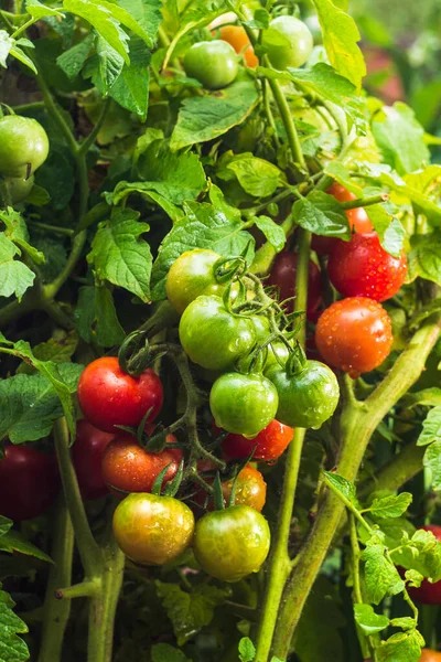 텃밭에 자라는 토마토가 있습니다 토마토 무더기 밭에서 풍성하게 수확되는 토마토 — 스톡 사진