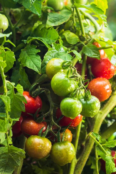 Ramo Pomodorini Coltivati Casa Nel Letto Del Giardino Mucchio Pomodori — Foto Stock