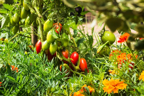 自家製の梅のトマト 処理トマトやペーストトマトとして知られている 茂みにトマトの束 菜園での梅トマトの豊富な収穫 ストックフォト