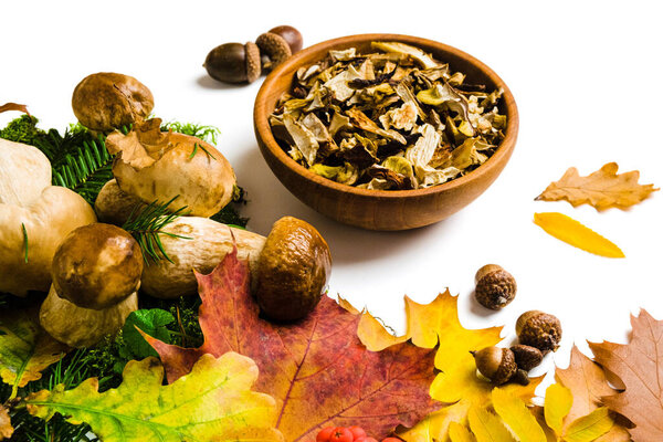 Boletus edulis also called cep, penny bun, porcino or porcini mushroom on white background. Fresh and dried bolete fungus on moss and leaves. Edible mushrooms autumn composition.