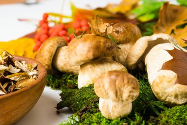 Boletus edulis ayrıca cep, bozuk para, porcino ya da beyaz arka planda Porcini mantarı olarak da adlandırılır. Yosun ve yapraklarda taze ve kurutulmuş mantar mantarı. Yenilebilir mantarlar sonbahar kompozisyonu.