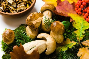 Boletus edulis ayrıca cep, bozuk para, porcino ya da beyaz arka planda Porcini mantarı olarak da adlandırılır. Yosun ve yapraklarda taze ve kurutulmuş mantar mantarı. Yenilebilir mantarlar sonbahar kompozisyonu.