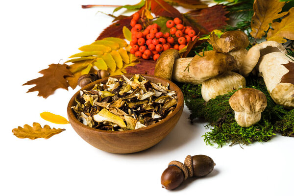 Boletus edulis also called cep, penny bun, porcino or porcini mushroom on white background. Fresh and dried bolete fungus on moss and leaves. Edible mushrooms autumn composition.