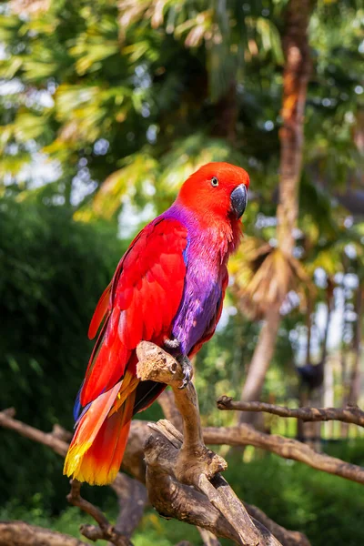 Red eclectus parrot on a branch in the wild — Stock Photo, Image