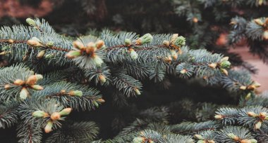 Yakından firavun ağacı dalları. Arka plan dokusu kürklü ağaç dalları. Noel duvar kağıdı konsepti. Şenlik ve doğa geçmişi. Alan için kopyala