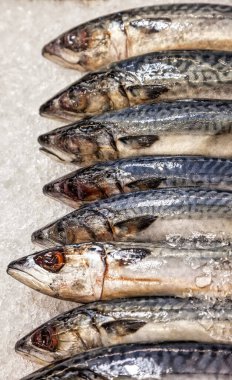 Balık pazarında buzlu taze deniz ürünleri. Donmuş deniz balığı tezgahta bekliyor. Tasarım için soyut gıda geçmişi kavramı. Alan için kopyala