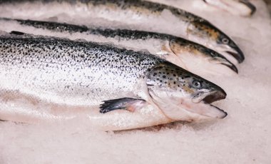 Balık pazarında buzlu taze deniz ürünleri. Donmuş deniz balığı tezgahta bekliyor. Tasarım için soyut gıda geçmişi kavramı. Alan için kopyala
