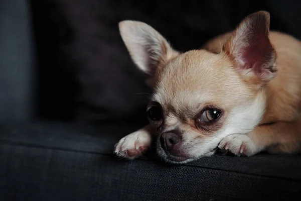 Cão Chihuahua Bonito Sofá Escuro Acolhedora Sala Estar Casa Portrait — Fotografia de Stock