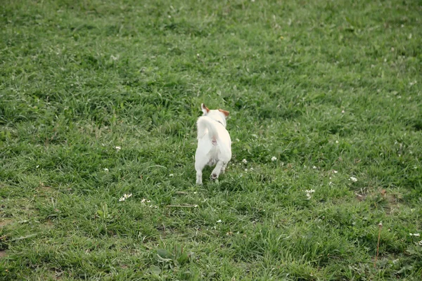 小杰克罗素的小狗在自然公园的绿草上奔跑 白色有趣的小杰克罗素小狗在大自然中散步 户外玩耍 宠物的爱的概念 网站的复制空间 — 图库照片
