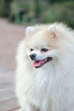 Küçük Alman Pomeranya köpeğinin köpek parkındaki portresi. Beyaz komik Alman Spitz köpeği doğa ve açık havada yürüyüş yapıyor. Hayvan sevgisi konsepti. Alan için kopyala