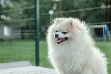 Küçük Alman Pomeranya köpeğinin köpek parkındaki portresi. Beyaz komik Alman Spitz köpeği doğa ve açık havada yürüyüş yapıyor. Hayvan sevgisi konsepti. Alan için kopyala