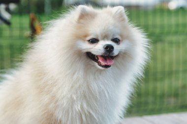 Küçük Alman Pomeranya köpeğinin köpek parkındaki portresi. Beyaz komik Alman Spitz köpeği doğa ve açık havada yürüyüş yapıyor. Hayvan sevgisi konsepti. Alan için kopyala