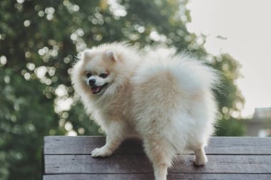 Küçük Alman Pomeranya köpeğinin köpek parkındaki portresi. Beyaz komik Alman Spitz köpeği doğa ve açık havada yürüyüş yapıyor. Hayvan sevgisi konsepti. Alan için kopyala