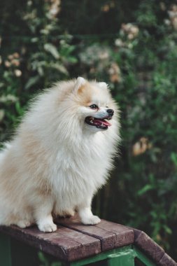Küçük Alman Pomeranya köpeğinin köpek parkındaki portresi. Beyaz komik Alman Spitz köpeği doğa ve açık havada yürüyüş yapıyor. Hayvan sevgisi konsepti. Alan için kopyala