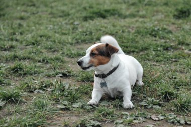 Küçük Jack Russell Teriyeri 'nin portresi. Doğal parktaki yeşil çimlerde. Beyaz komik küçük Jack Russell teriyer köpeği doğa yürüyüşünde, açık havada oynuyor. Hayvan sevgisi konsepti. Alan için kopyala