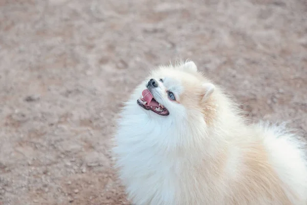 Muotokuva Pörröinen Pentu Pieni Saksalainen Pomeranian Koiran Leikkipaikka Valkoinen Hauska — kuvapankkivalokuva