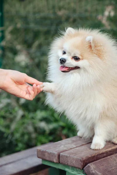 Retrato Perrito Esponjoso Pequeño Alemán Pomeranian Patio Recreo Del Perro — Foto de Stock