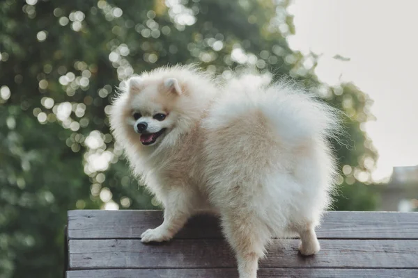 Küçük Alman Pomeranya köpeğinin köpek parkındaki portresi. Beyaz komik Alman Spitz köpeği doğa ve açık havada yürüyüş yapıyor. Hayvan sevgisi konsepti. Alan için kopyala