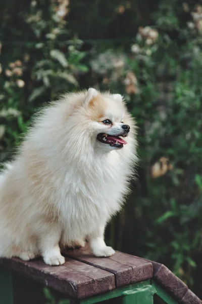 Portrait Fluffy Puppy Small German Pomeranian Dog Playground White Funny — Stock Photo, Image