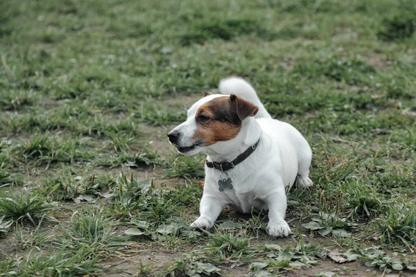 Küçük Jack Russell Teriyeri 'nin portresi. Doğal parktaki yeşil çimlerde. Beyaz komik küçük Jack Russell teriyer köpeği doğa yürüyüşünde, açık havada oynuyor. Hayvan sevgisi konsepti. Alan için kopyala