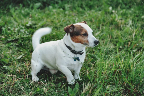 Portrait Petit Jack Russell Terrier Sur Herbe Verte Dans Parc — Photo