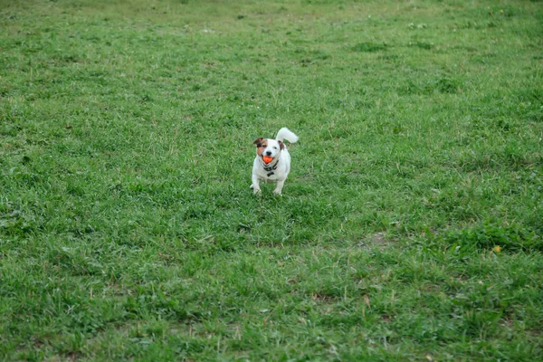 Kis Jack Russell Terrier Zöld Füvön Fut Természetes Parkban Fehér — Stock Fotó