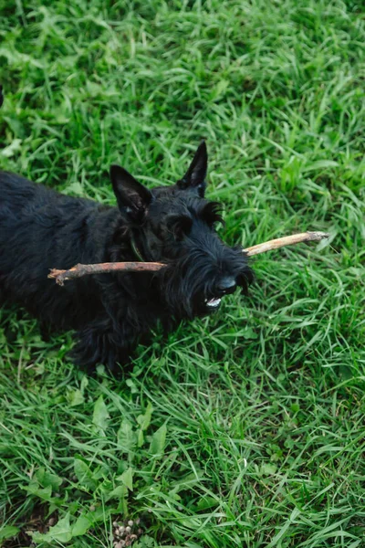 Chiot Noir Écossais Terrier Fonctionne Sur Herbe Verte Avec Bâton — Photo